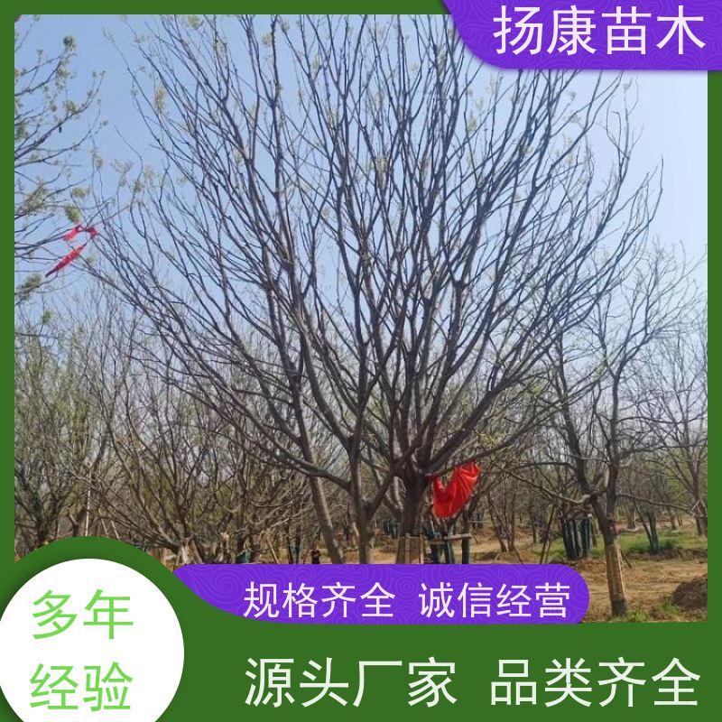 朴树 扬康苗木 抗风抗烟滞尘 容易存活 生长速度快