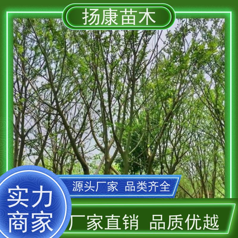 丛生朴树9米 扬康苗木 公园道路风景树行道树 现挖现卖