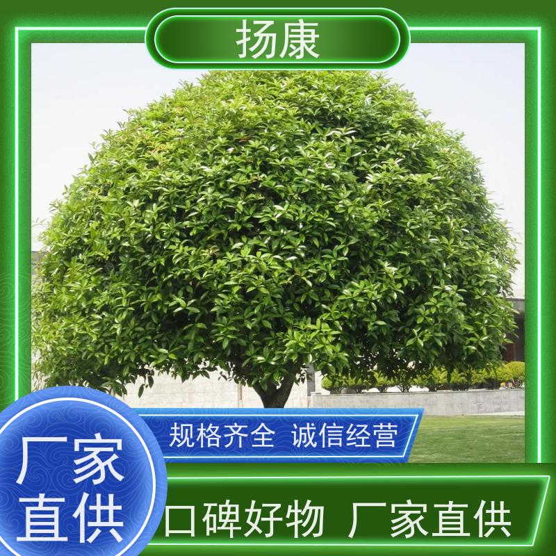 扬康苗木 黑土苗 小型园艺场枝条挺拔 20公分桂花树