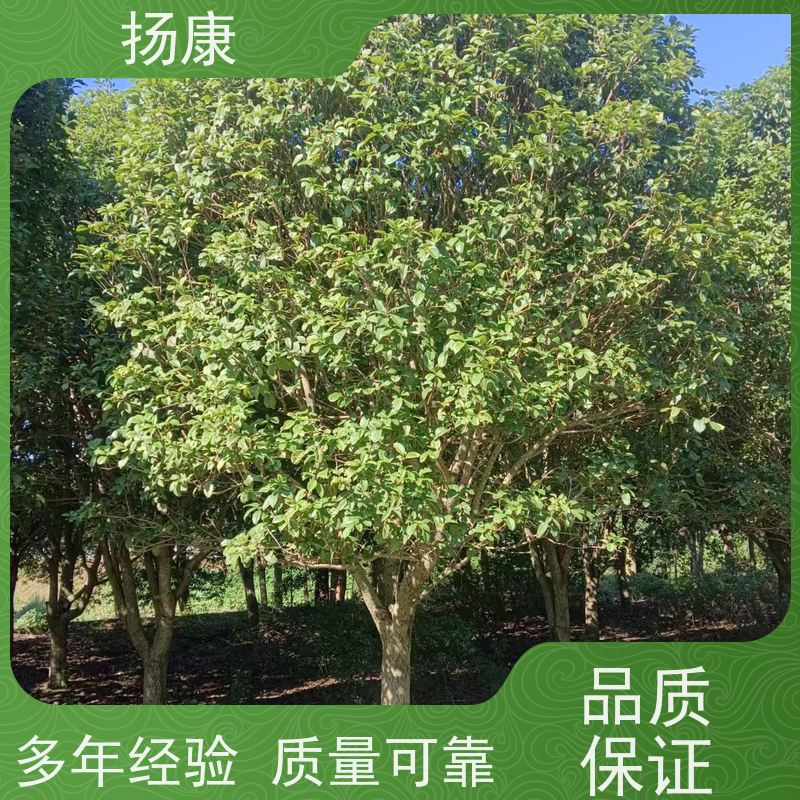 扬康苗木 学校园区行道树 观赏栽植净化空气 桂花