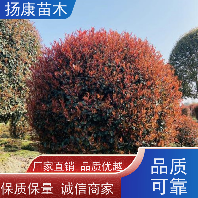 杨康苗木 庭院小区公园观赏绿化种植 源头批发 1.8米红叶石楠球