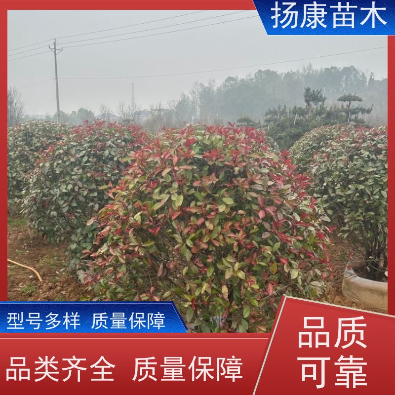 杨康苗木 庭院小区公园观赏绿化种植 源头批发 5公分红叶石楠球