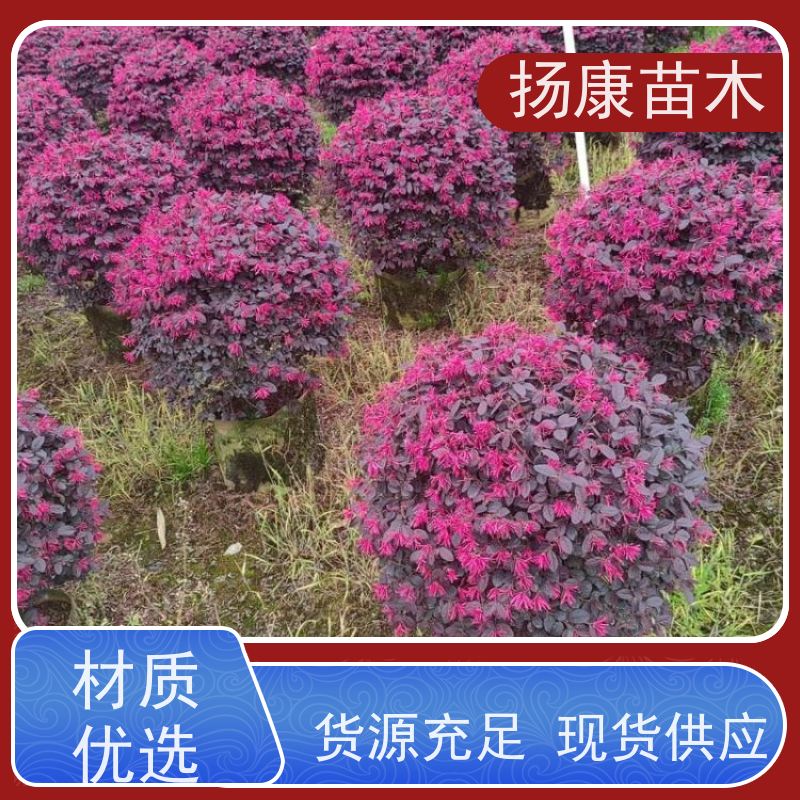 杨康苗木 根系旺盛 园林绿化植物 耐修剪 1.5米红叶石楠球
