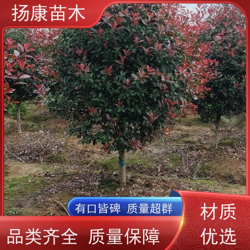 杨康苗木 道路绿化苗木 公园小区绿篱色块球 1.5米红叶石楠球