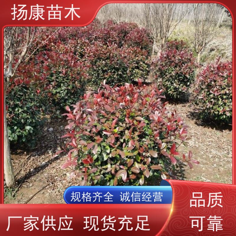 杨康苗木 城市绿化种植苗道路色块彩篱 易成活 2米红叶石楠球