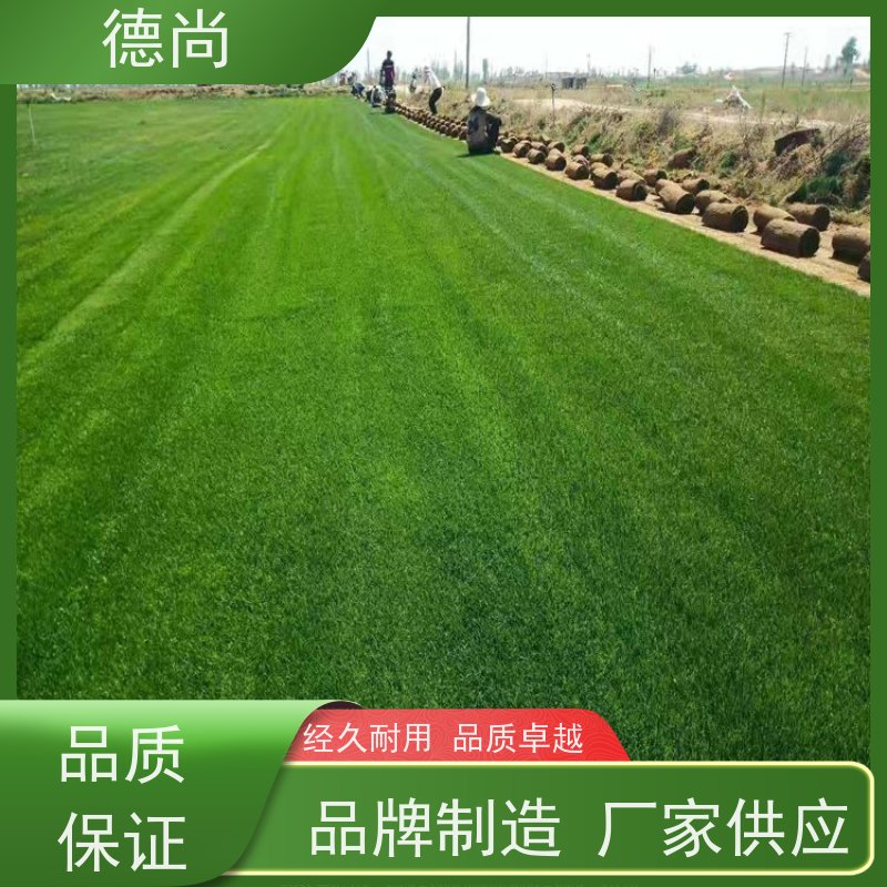 德尚 别野 公园绿化混播草 学校操场运动场草坪