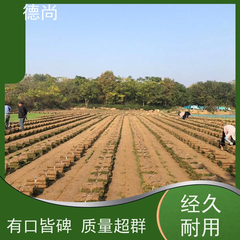 德尚 耐寒 耐踩型草坪组合 学校体育场绿化草皮