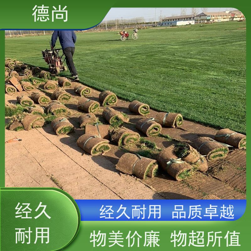 德尚 别墅 公园绿化混播草 学校操场运动场草坪