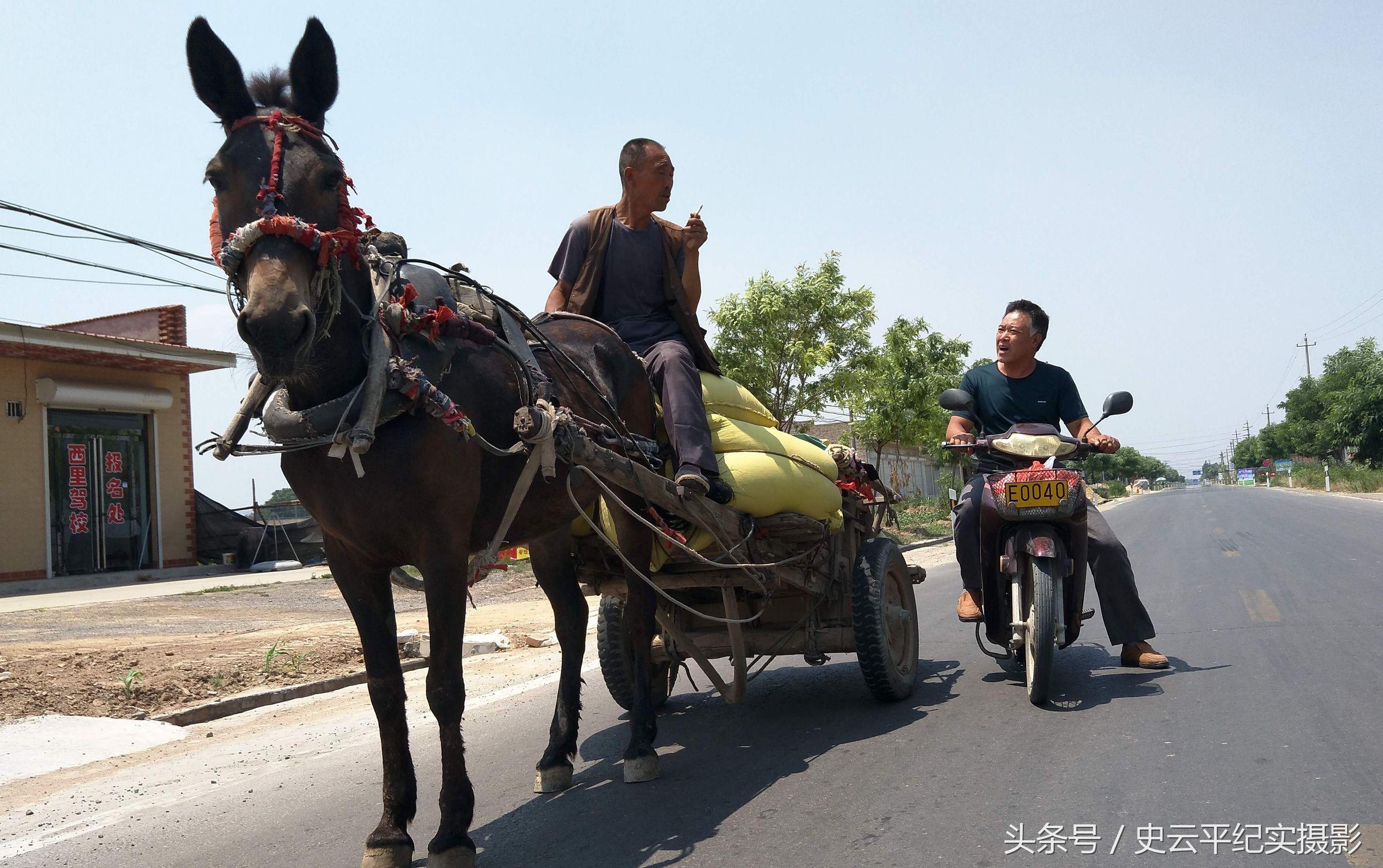 “嘚、加”赶着马车走乡串村收购小麦，这个营生很自在，每天赚取百余元