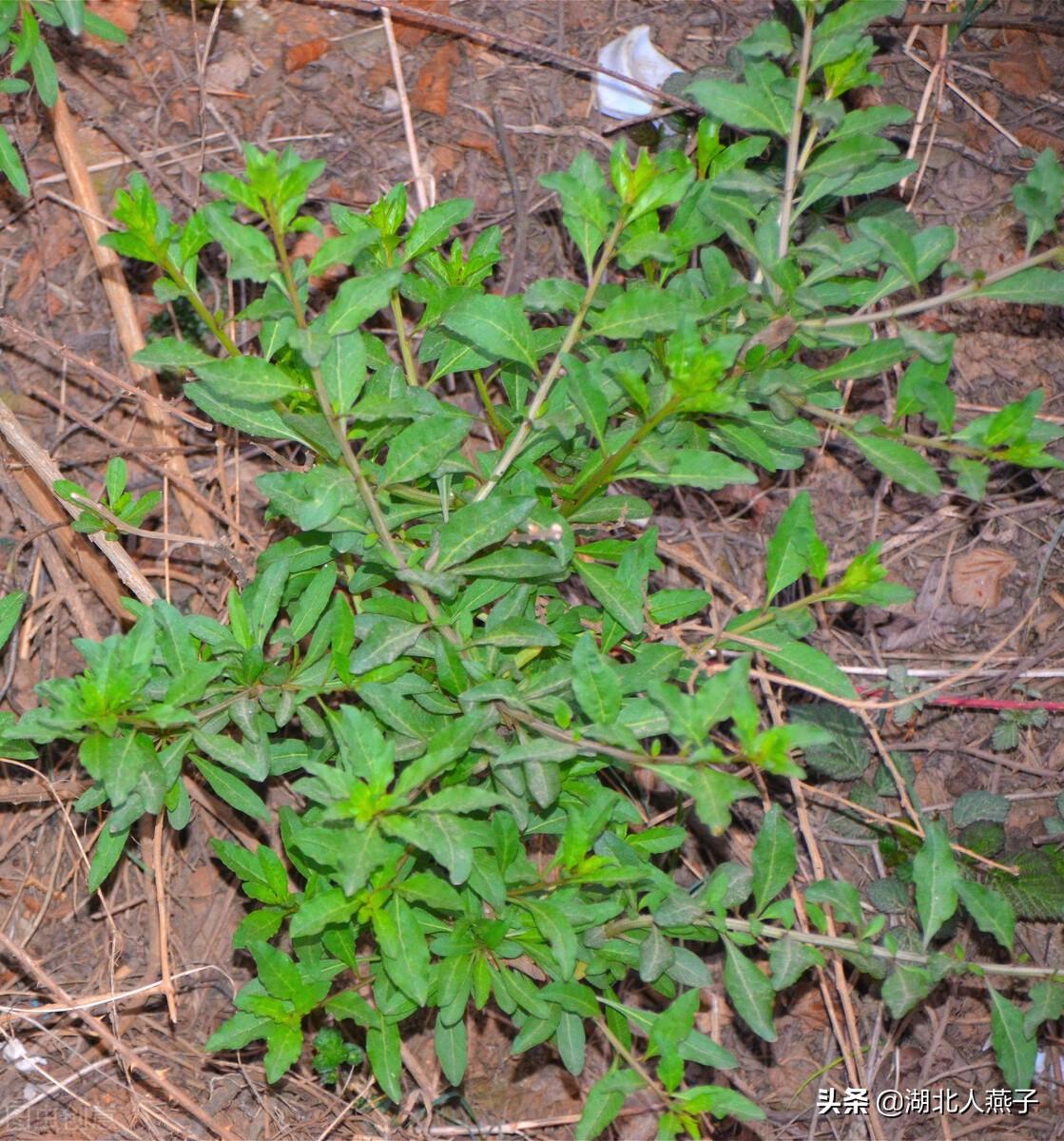 燕子翼野菜功效图片