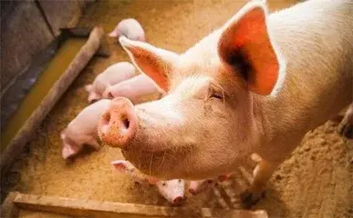 猪换圈吉日查询(母猪配种后，避免胚胎受损的注意事项)