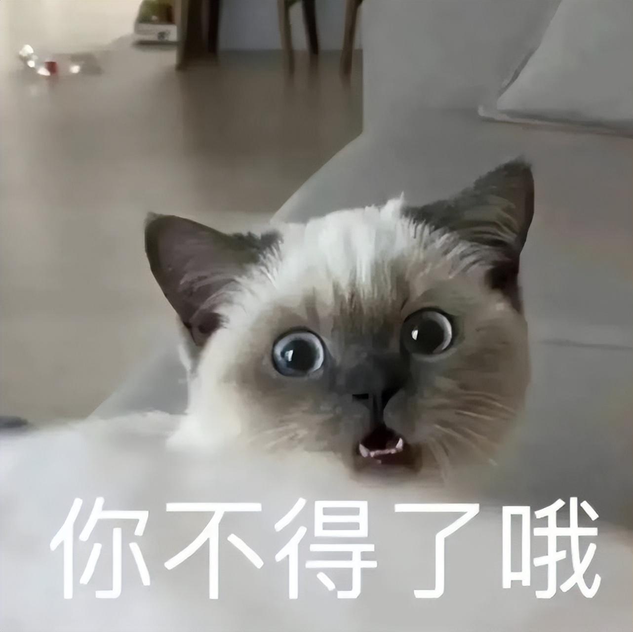 2023年9月养猫黄道吉日(新年新气象，请你看看这6种旺家猫，宠主：捡到宝了！)