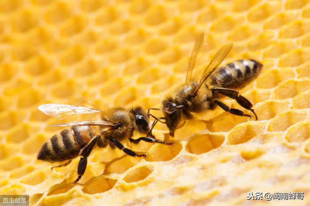 黄历看蜜蜂的吉日(蜜蜂巢虫危害应该如何防治？)