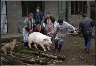 选择赶猪进圈吉日(重庆农村沿袭至今天的刨猪汤)