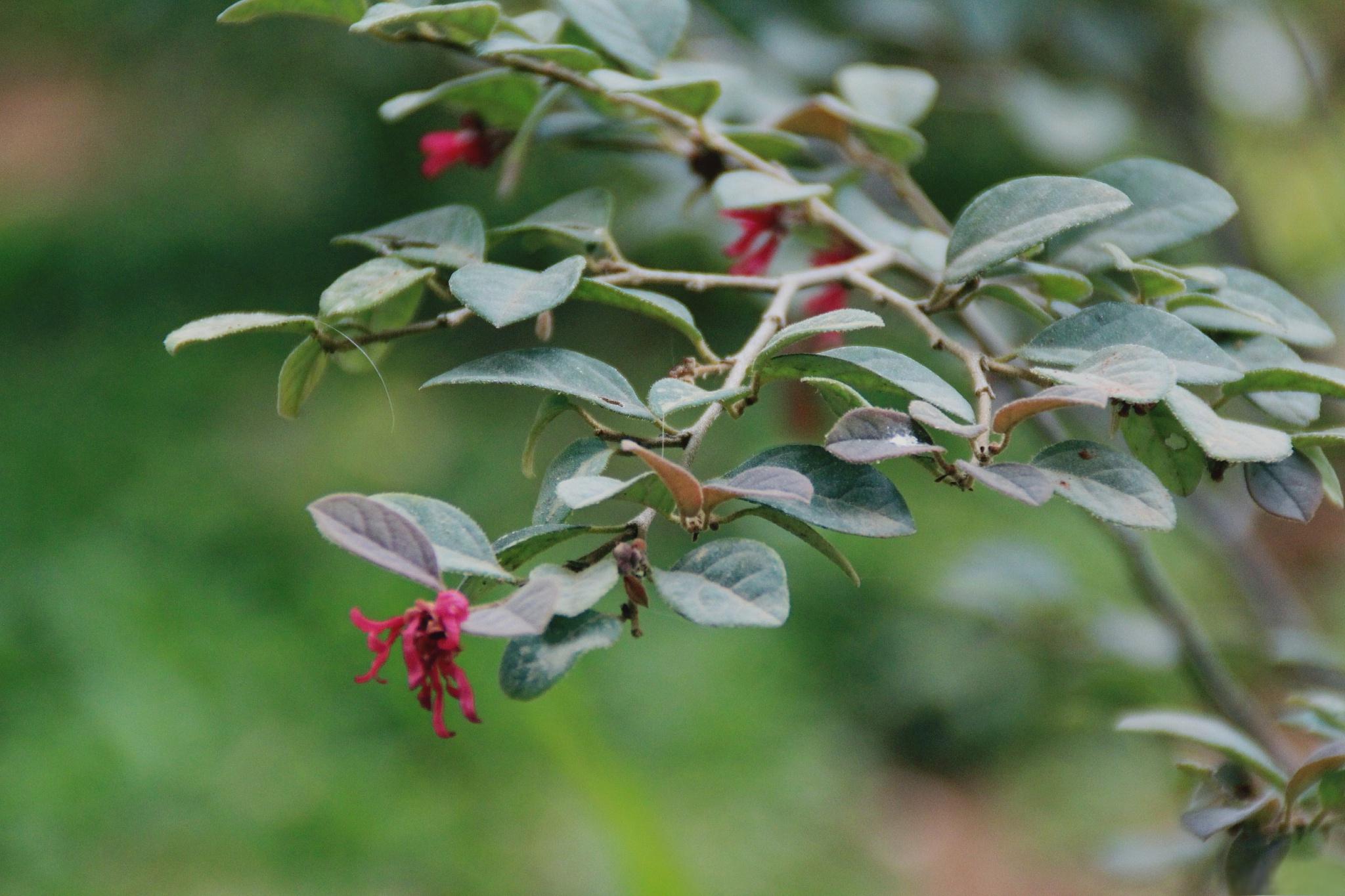 红花荀子的种植和养殖方法 红花荀子是一种美丽的盆栽植物,因其鲜红色