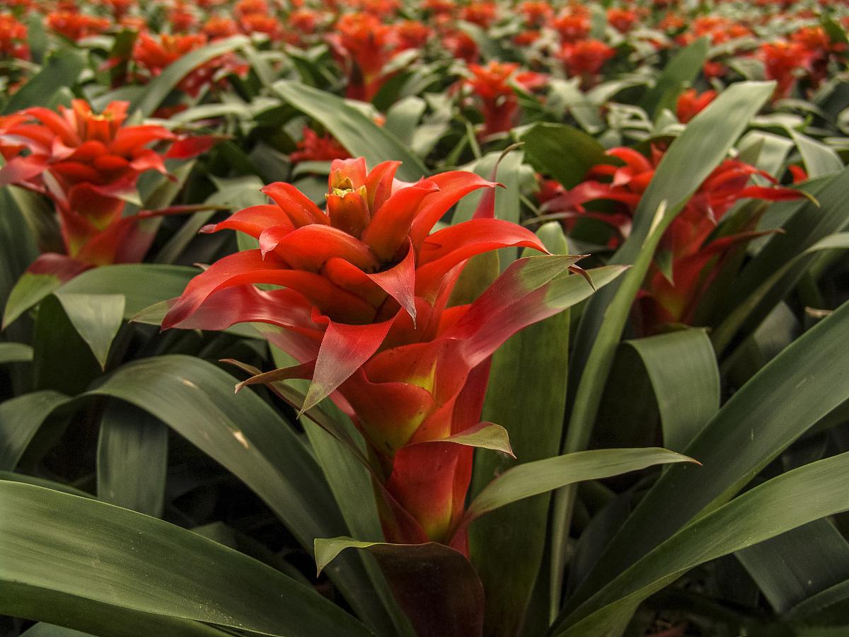 鸿运当头分株小苗的方法 鸿运当头分株小苗是一项简单易行的方法,可以