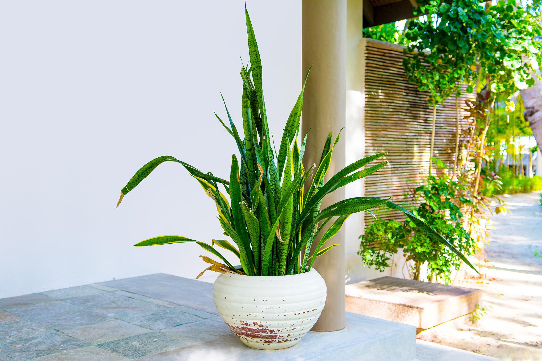 养殖步步高植物的几个关键点 步步高植物是一种美丽的室内植物,养殖得