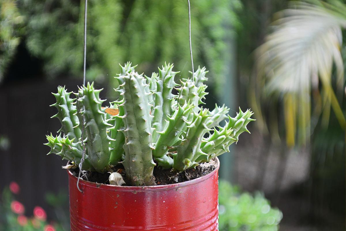 珊瑚掌的养殖方法 作为珊瑚爱好者,我深深了解到想要让珊瑚掌健康成长