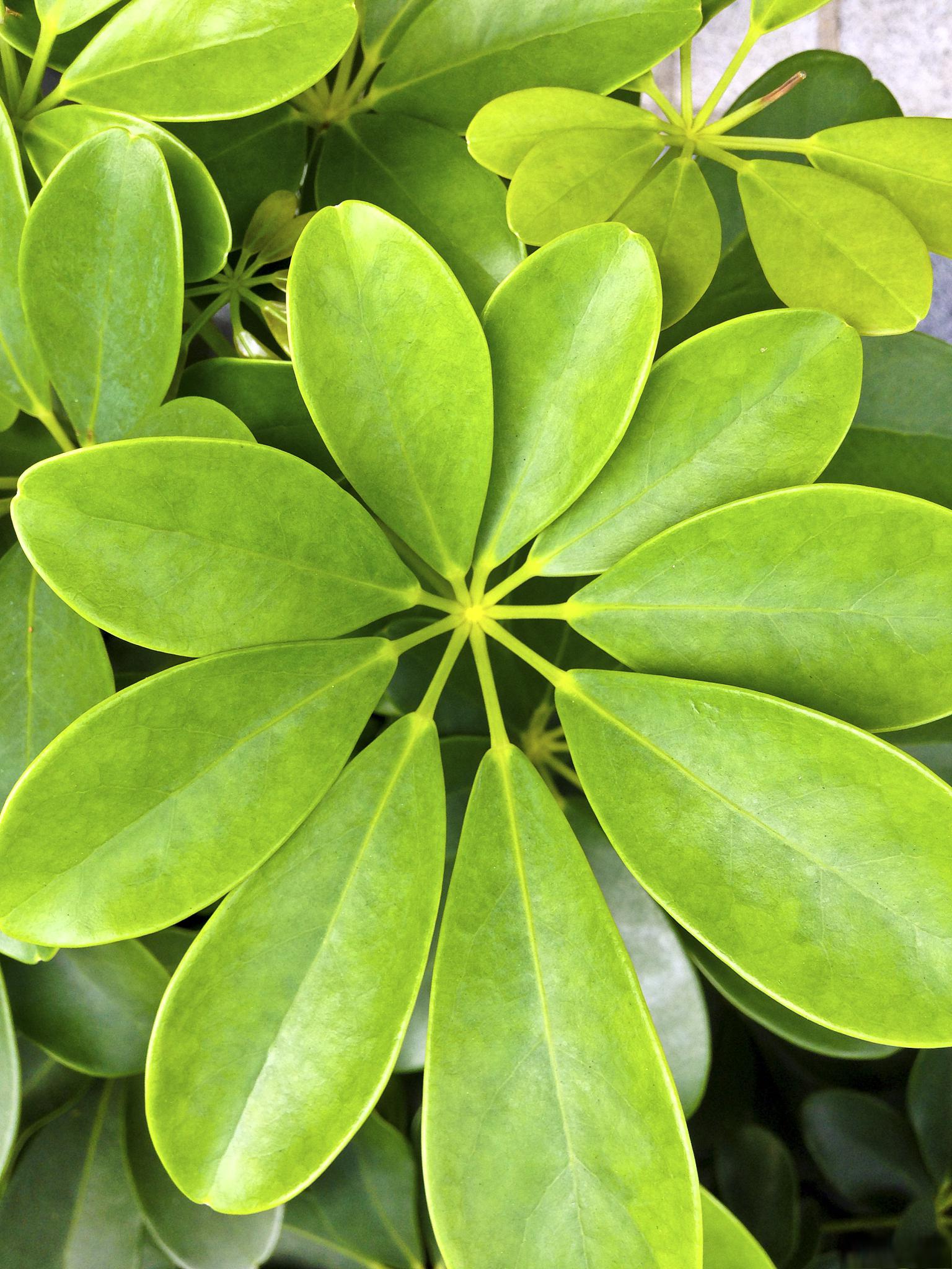 91琴叶榕 琴叶榕是桑科榕属的一种小型灌木,又名琴叶榕,长得高大