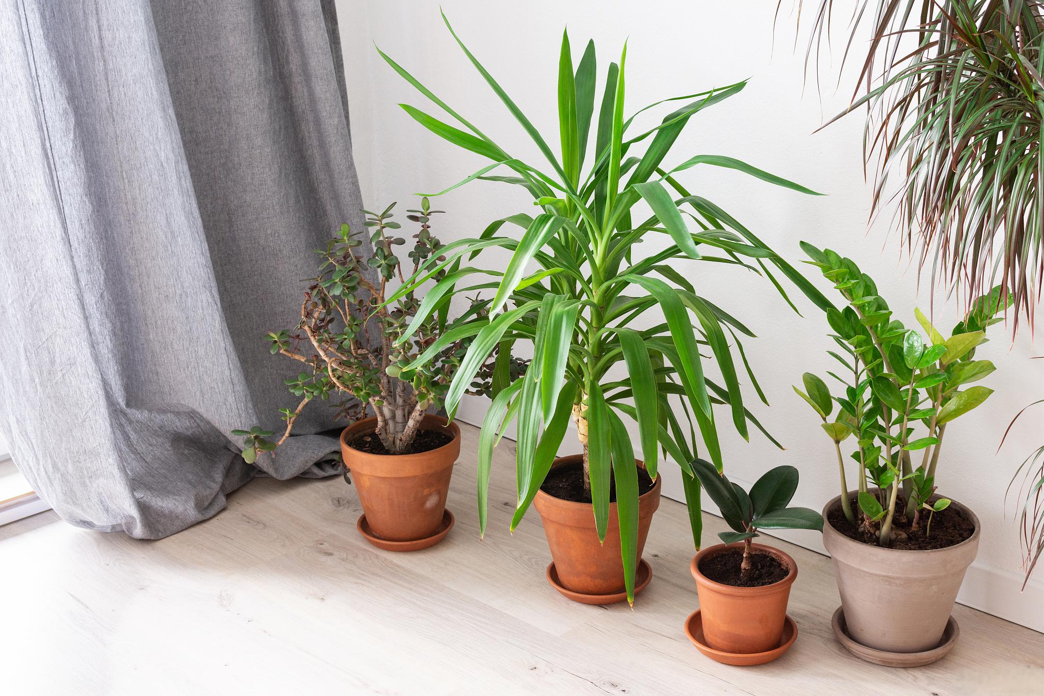 91琴叶榕 琴叶榕是桑科榕属的一种小型灌木,又名琴叶榕,长得高大