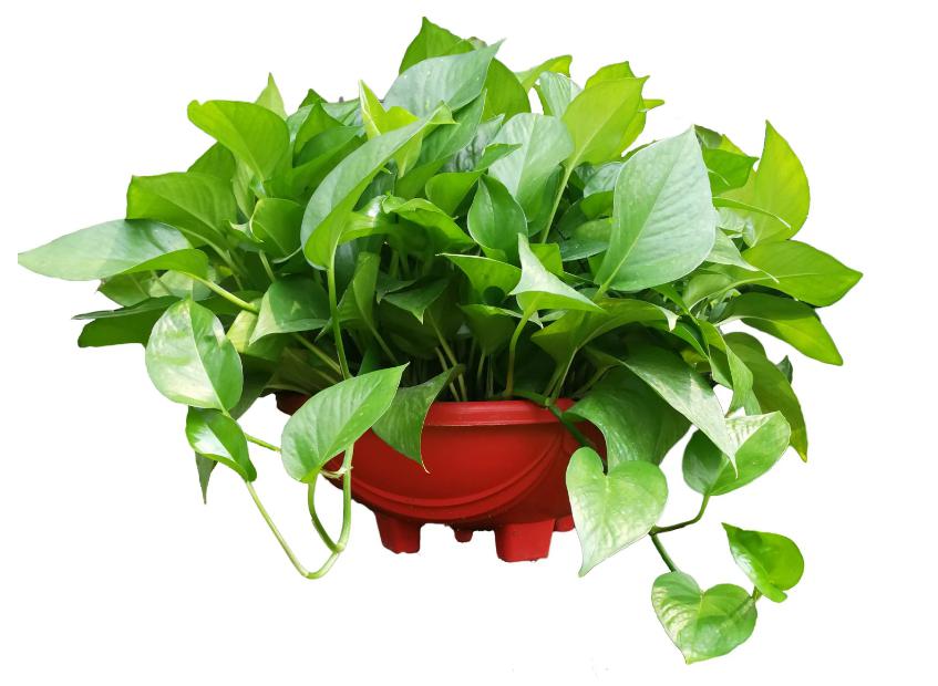 这些植物可以净化空气中的甲醛 甲醛是一种常见的室内空气污染物,它