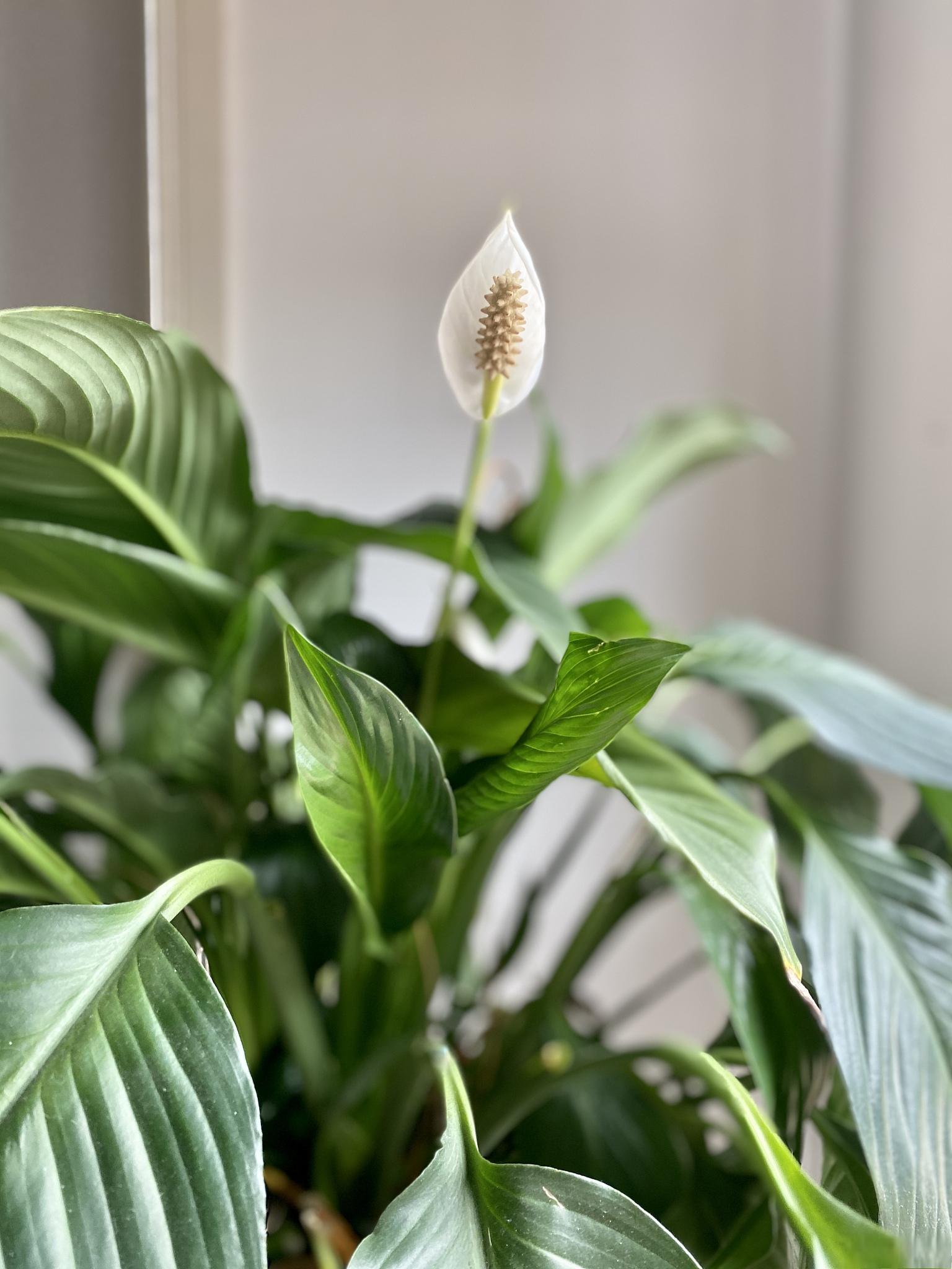 滴水观音的正确浇水方法 滴水观音是一种常见的热带观赏植物,也被称为