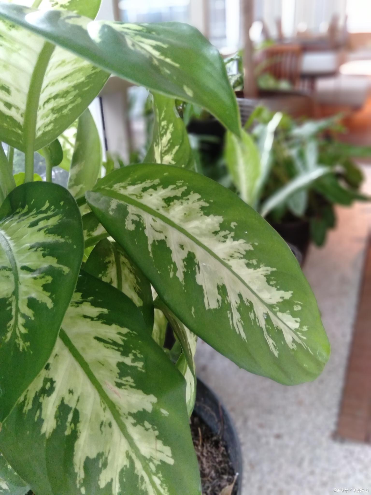 广东万年青是一种常见的水生植物,以下是它的养殖方法和注意事项.