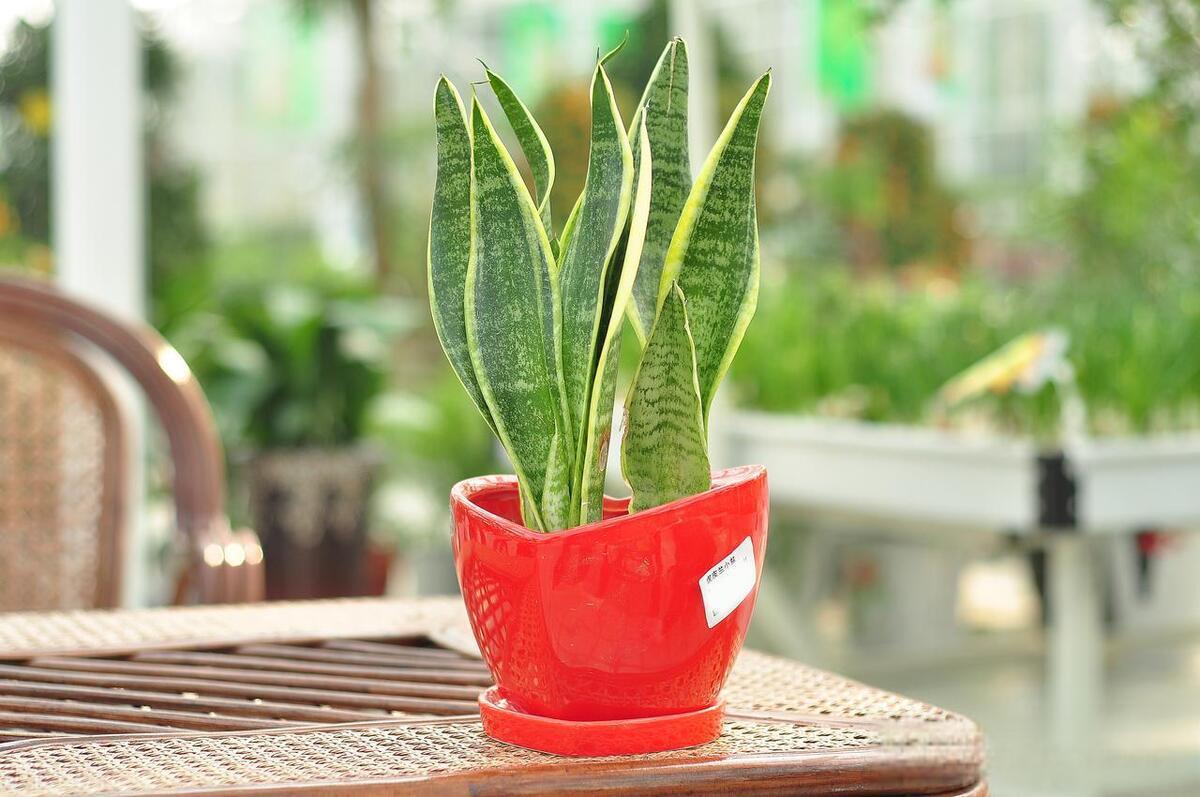 如何养护虎皮兰 虎皮兰是一种受欢迎的室内盆栽植物,以其独特的叶纹和