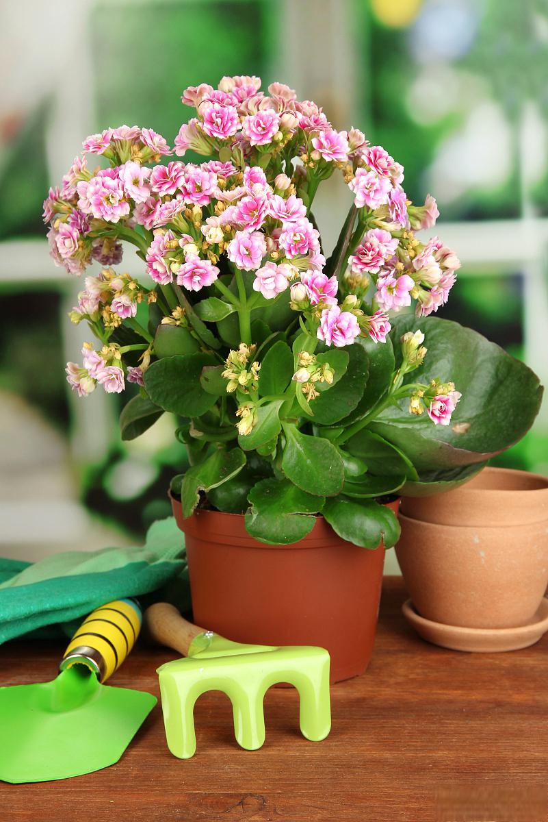 长寿花花谢后怎么修剪 长寿花是一种常见的观赏植物,它的花朵艳丽