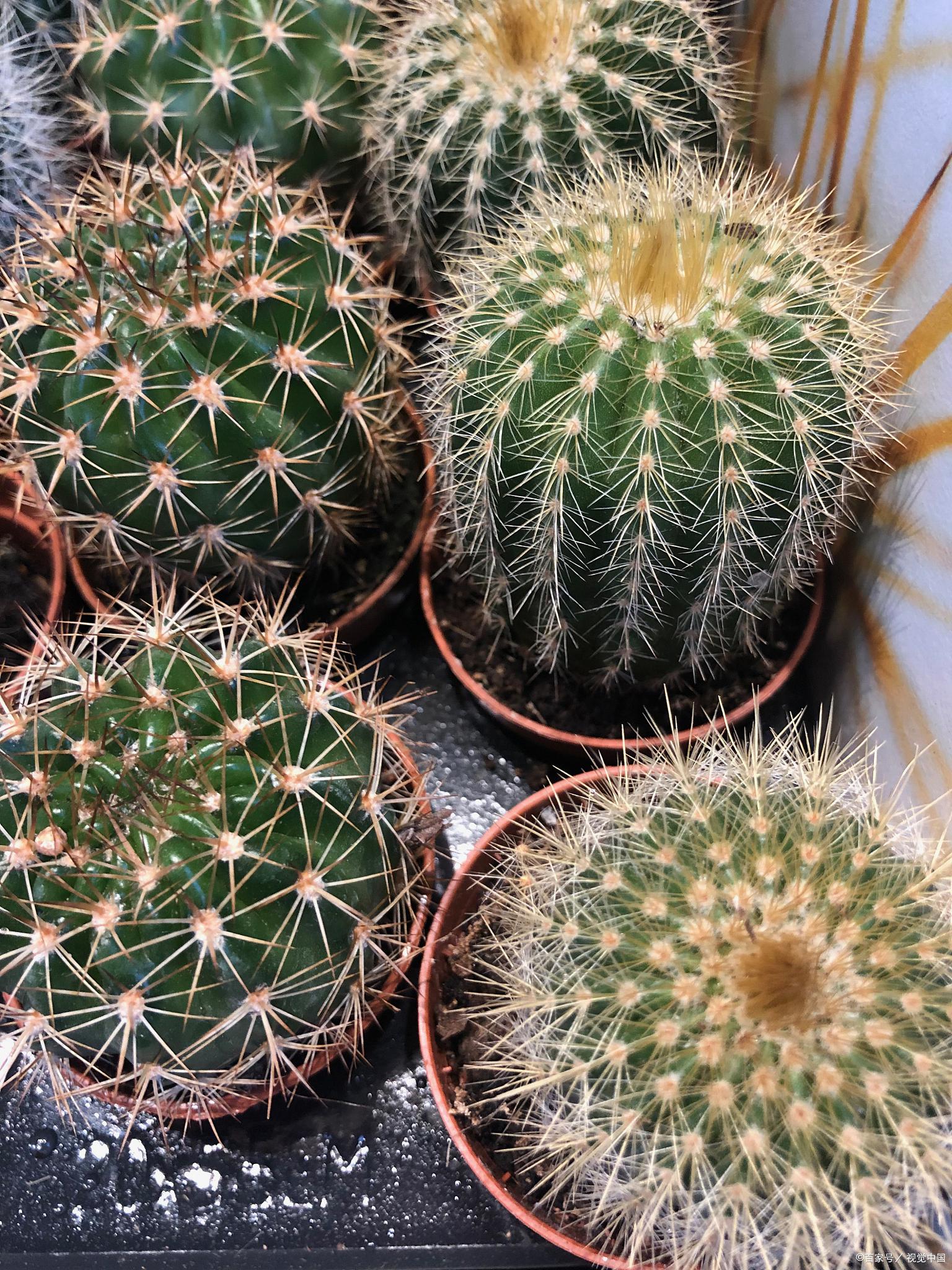 金星仙人球,阳台宠儿 你是否在寻找一种适合阳台,办公室等小空间的易