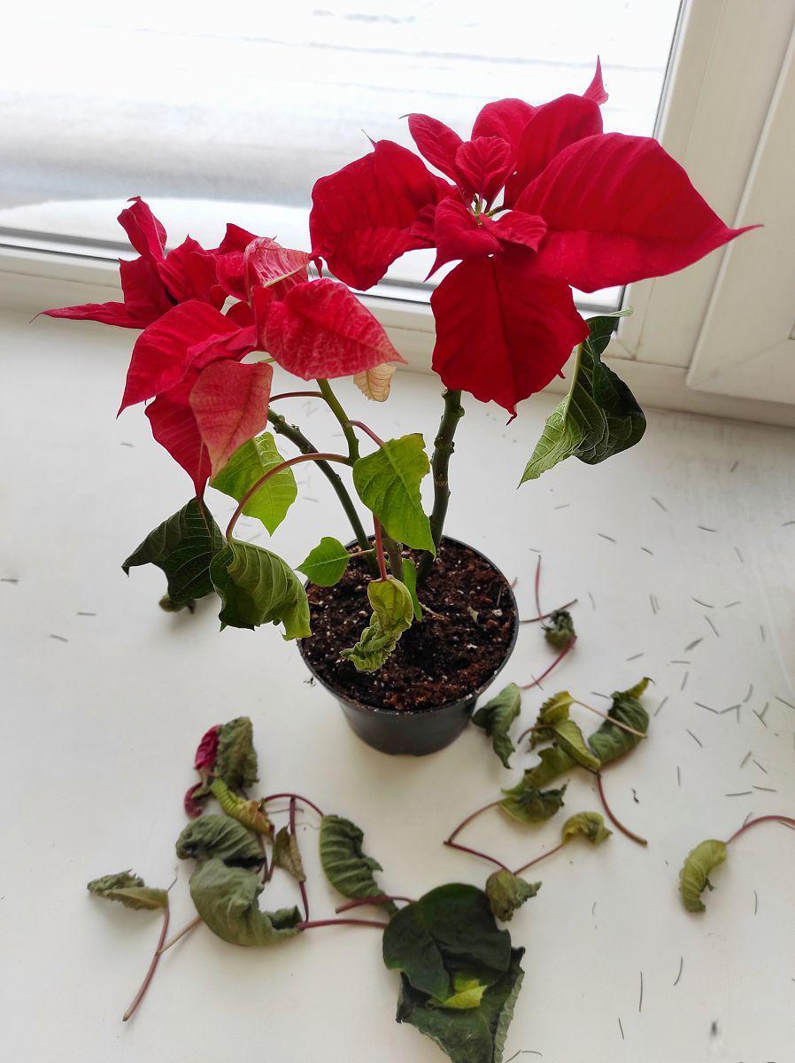 扶桑花修剪指南 扶桑花(拉丁学名:hibiscus rosa/sinensis l:),又称
