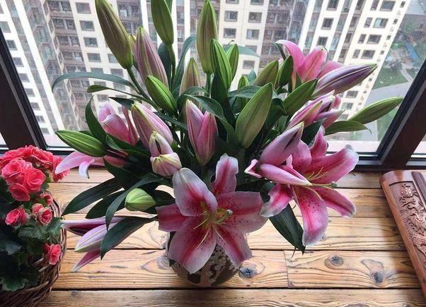 大二男生在宿舍阳台上种植的花卉 对于喜欢花花草草的人来说,有一个小