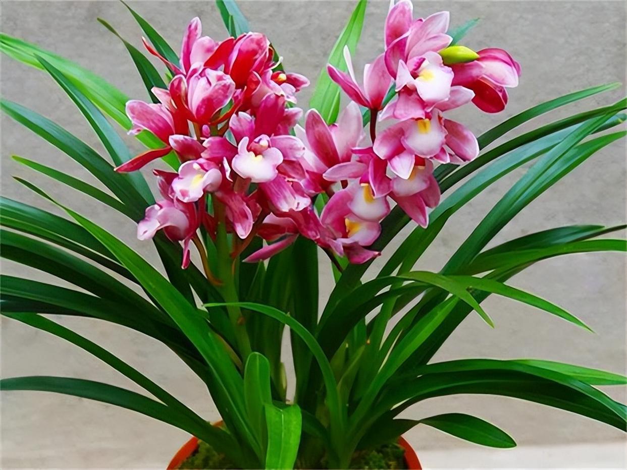 香妃兰花好在哪里 随着现在科技的发展,现在越来越多的品种是杂交出来