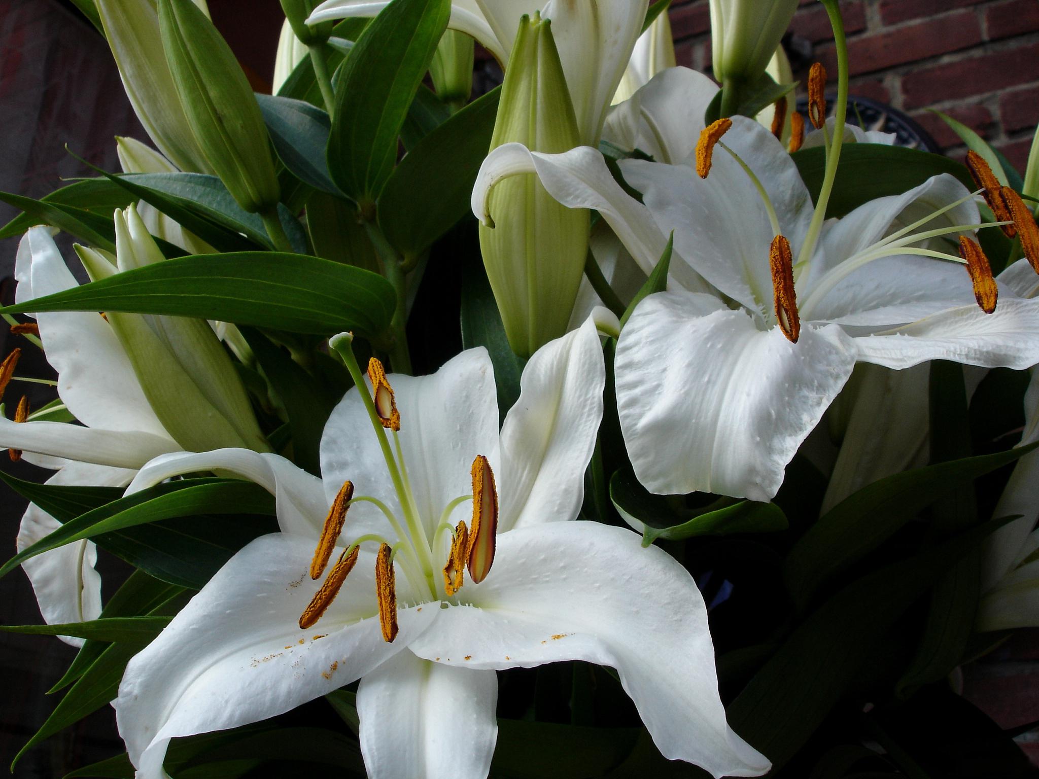 百合花种植秘诀 要轻松养殖百合花,在家中种植,可以注意以下秘诀 94