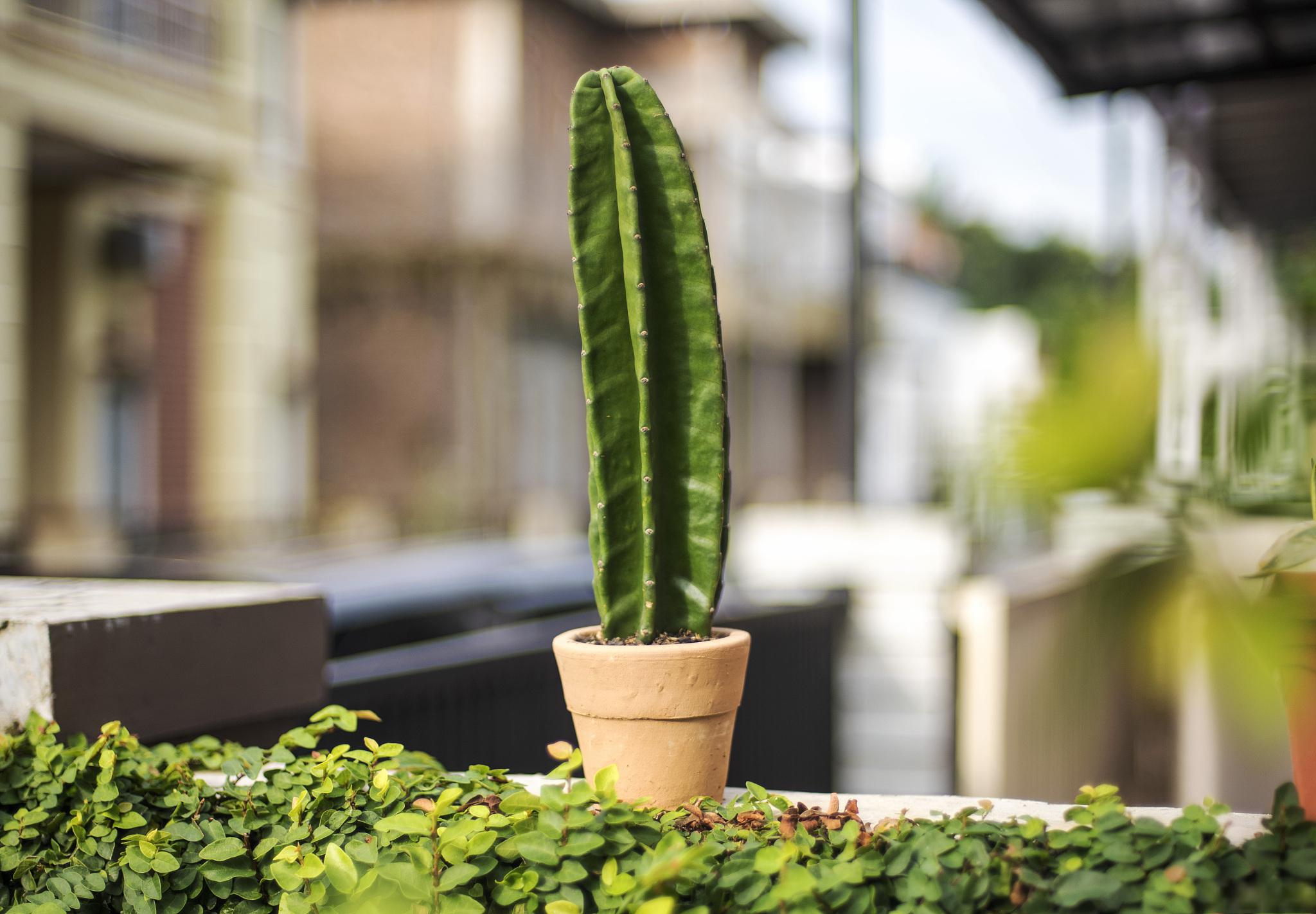 但是,养仙人掌并不是一件容易的事情,需要掌握一些技巧和注意事项.