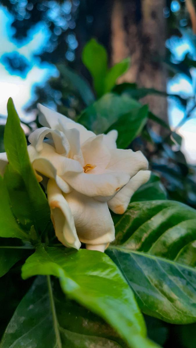 栀子花长什么样图片