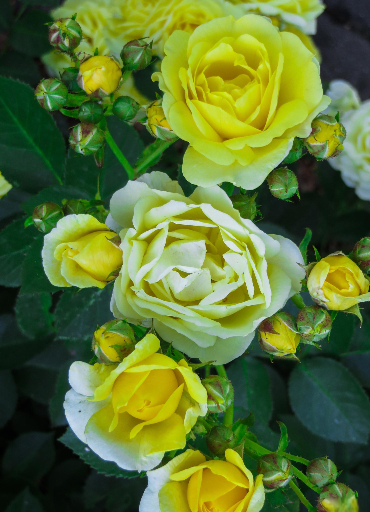 琉璃翠月季的优缺点及养护要点 琉璃翠月季是一款拥有独特魅力的月季