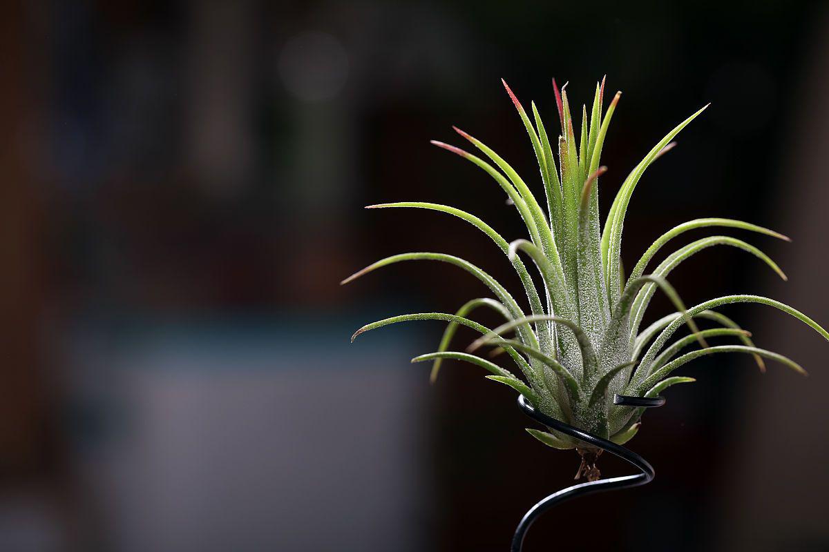 空气凤梨植物——自然之美盛放于家居 在如今都市生活的喧嚣中,人们