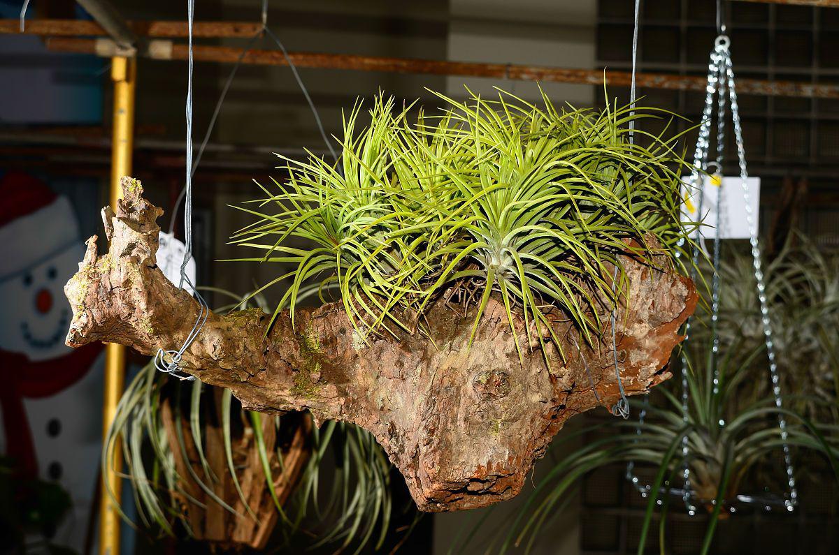 空气凤梨植物——自然之美盛放于家居 在如今都市生活的喧嚣中,人们