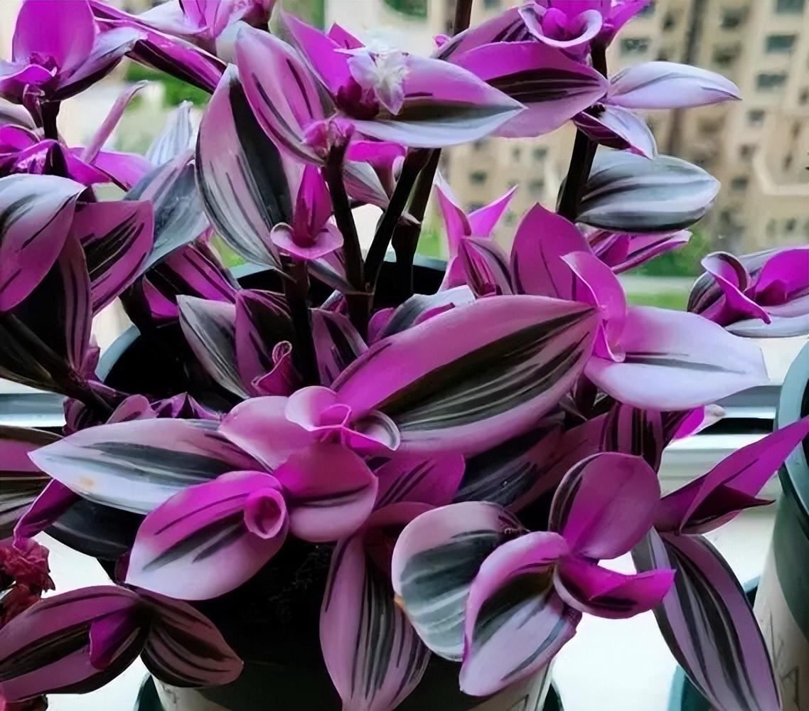 婚礼油画吊兰养护小技巧 婚礼油画吊兰是很多花友都喜欢的一种花卉