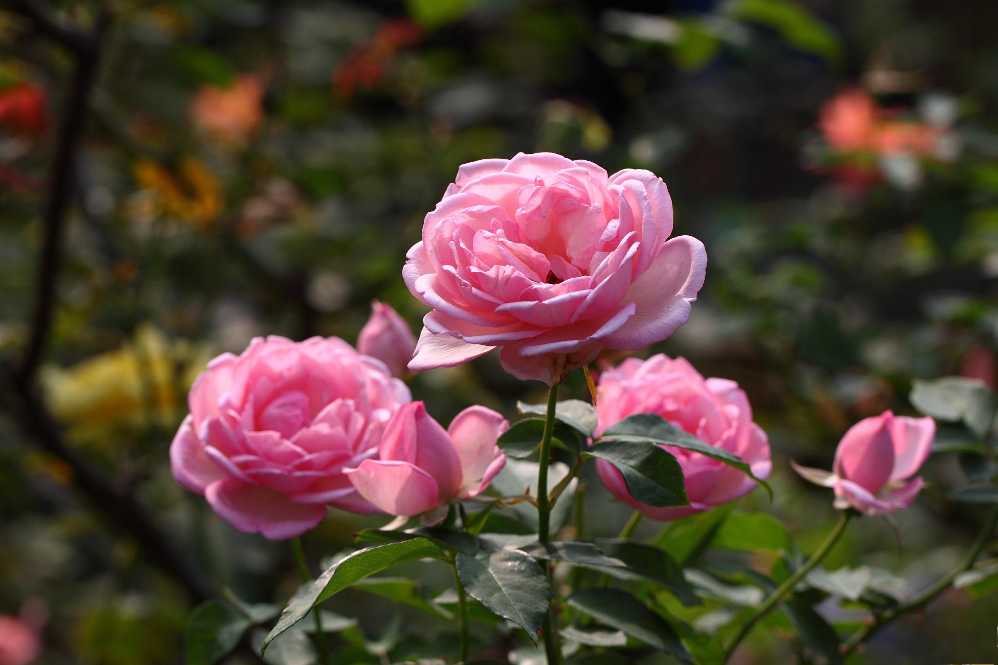 月季花的养殖方法 养殖月季花需要注意土壤,花盆,温度,施肥,修剪,病虫