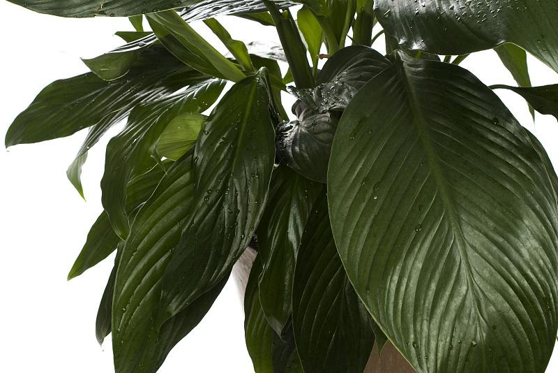 翡翠皇后植物养殖方法 翡翠皇后植物是一种美丽的观叶植物,养殖时需要