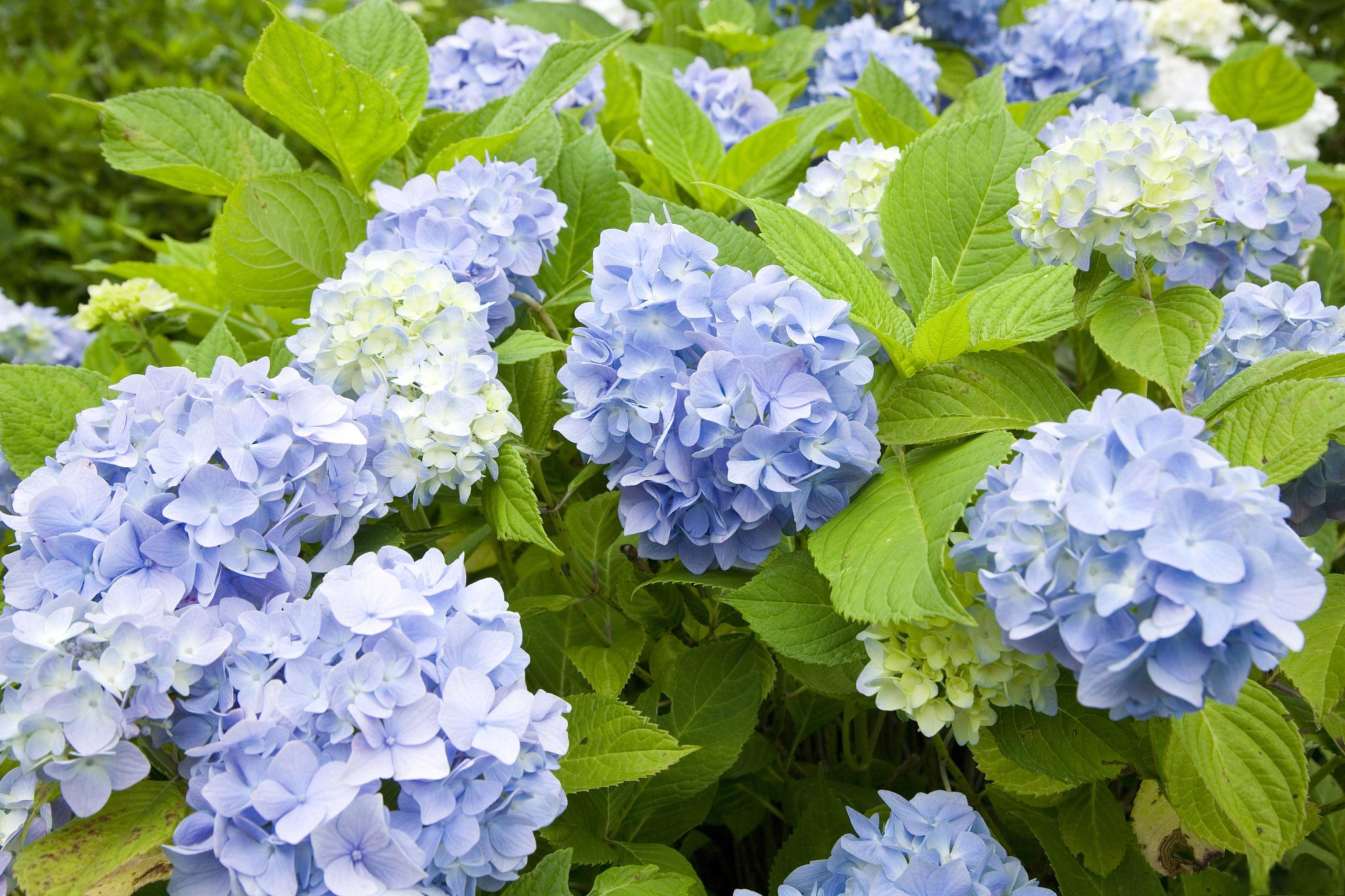 秋季养护绣球花,这2件事一定要做好 绣球花是一种观赏价值非常高的