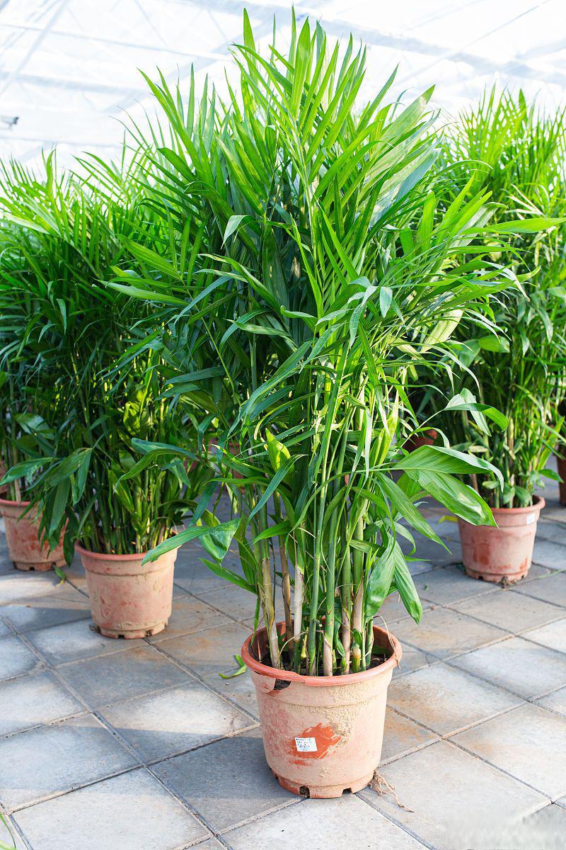 富贵椰子浇水技巧 富贵椰子是一种常见的室内养殖植物,它以其独特的