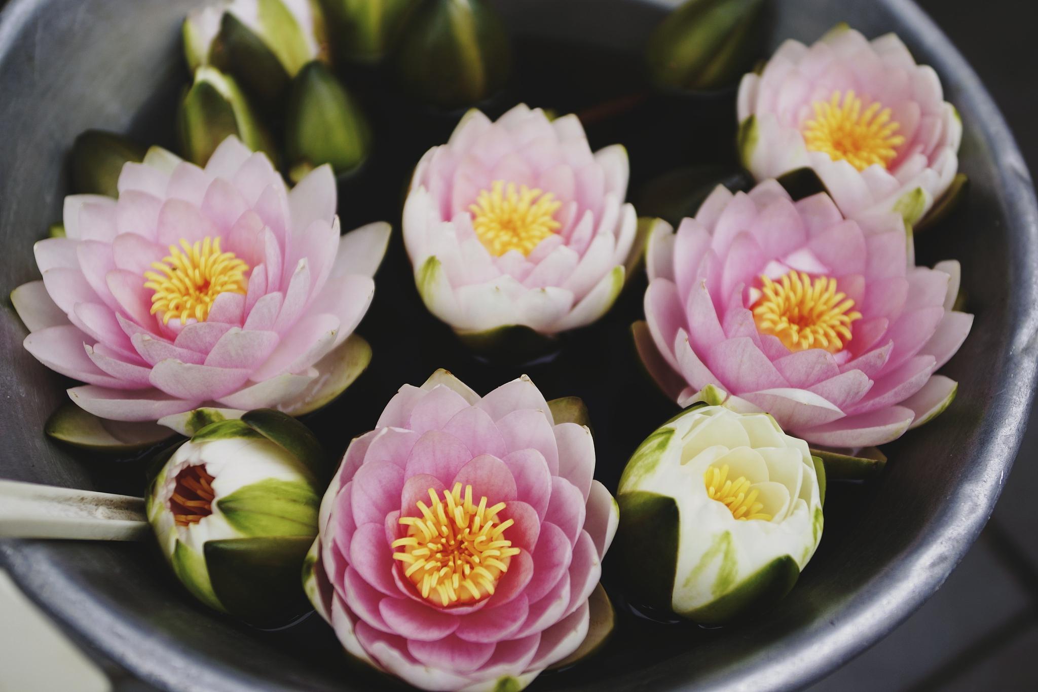 福寿莲的养殖方法 福寿莲,又称睡莲或者水莲,是一种常见的水生植物.