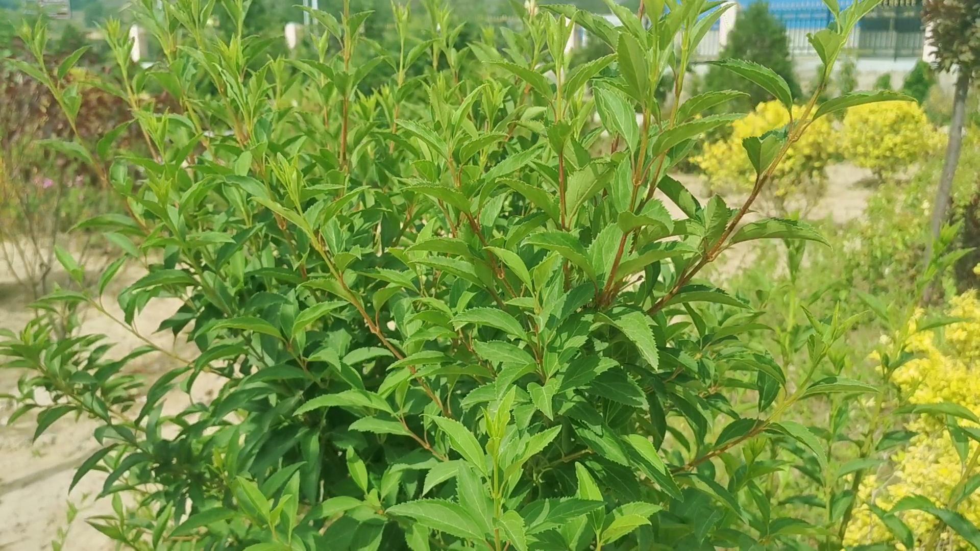 夏季连翘养护注意事项 连翘是一种常见的中药植物,含有丰富的药用成分