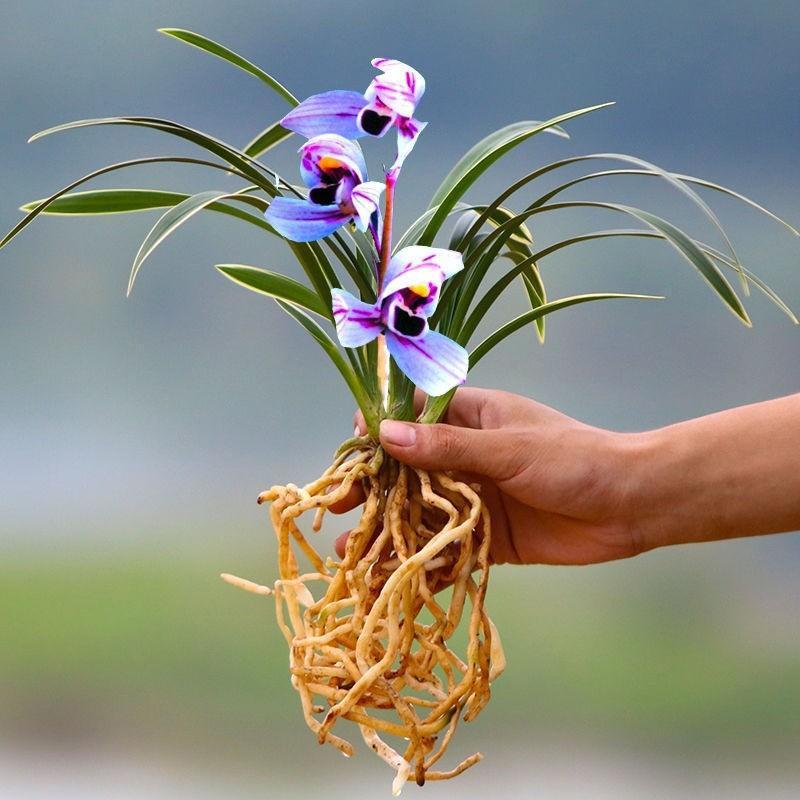 紫月荷兰花养殖方法图片