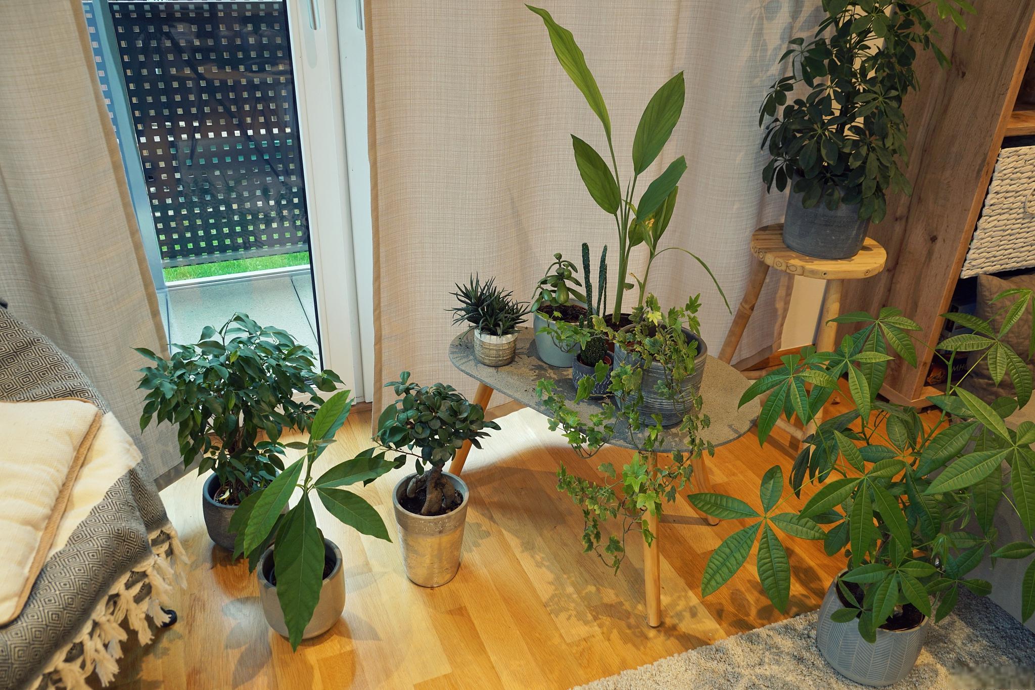 绿植和室内园艺的养护指南 绿植和室内园艺是为家居增添生机与活力的
