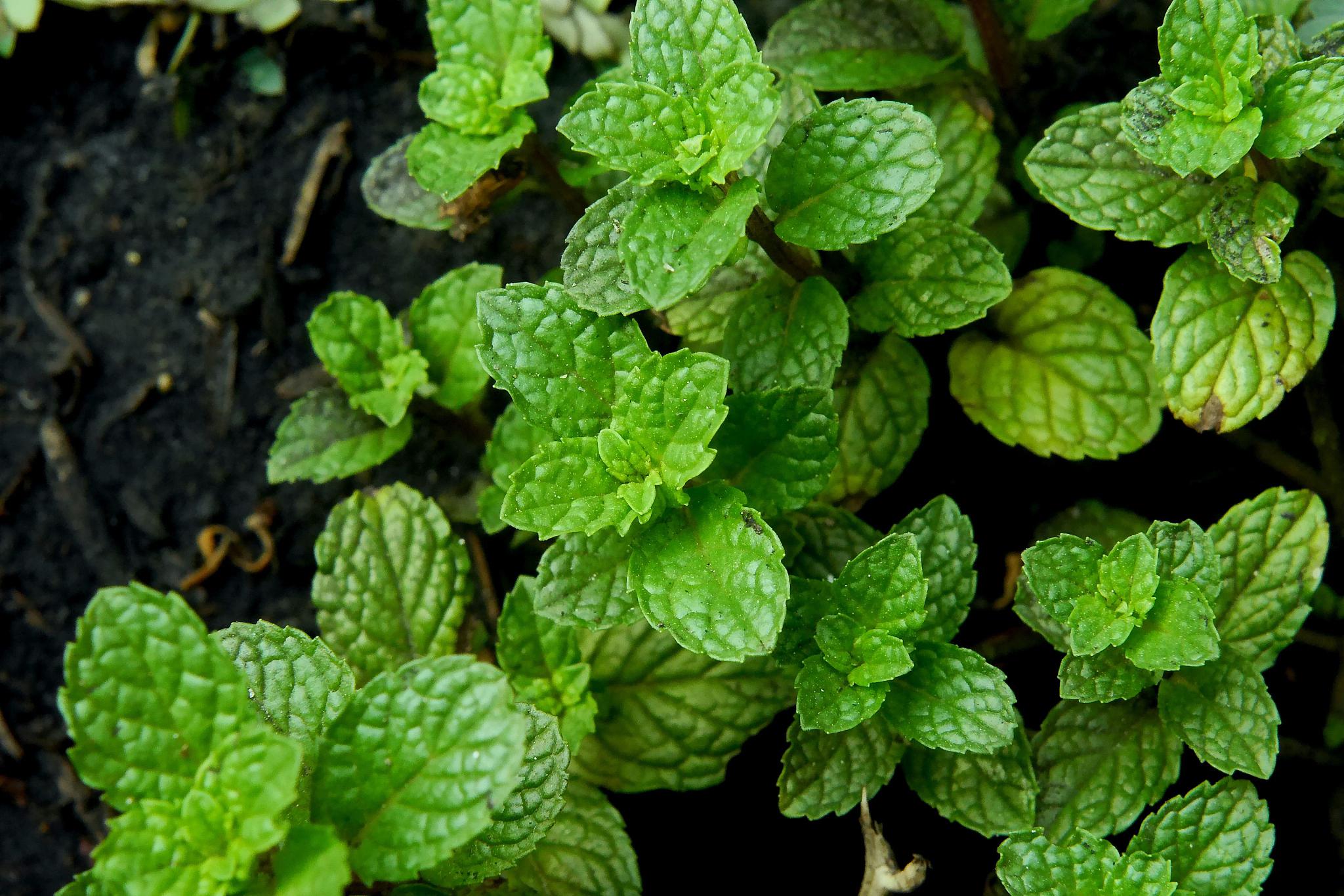 薄荷种植,这些土种可以选择 薄荷是一种常见的多年生草本植物,适合在