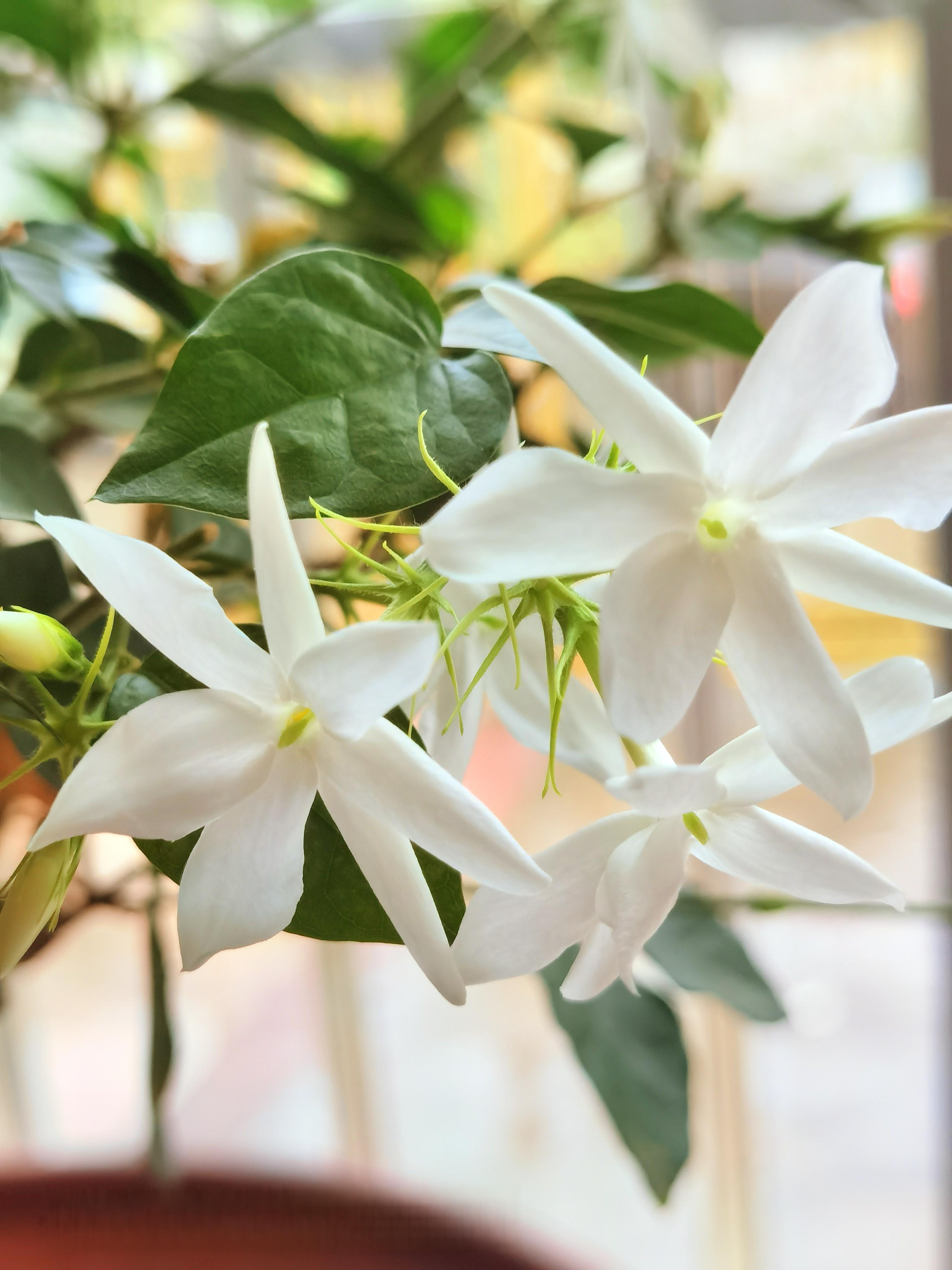 茶花开花的样子图片